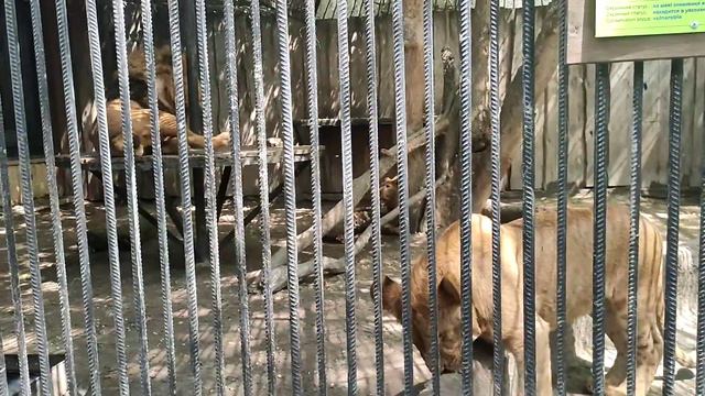 Одесса, Украина, Одесский зоопарк видео 2021 год. (4) смотреть онлайн