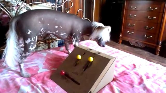 Развивающая игра для собак Трикси