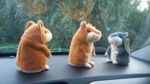 говорящий хомяк повторюшка прикольное видео