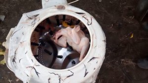 Перосъёмная машина  из стиральной машины автомат Indesit