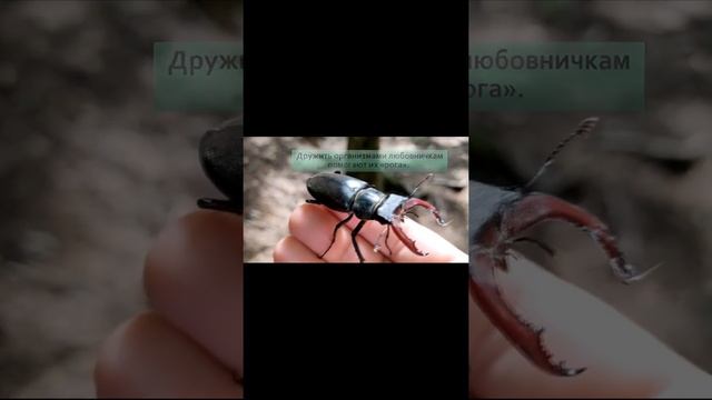 жук - олень 2 #SHORTS смотреть онлайн