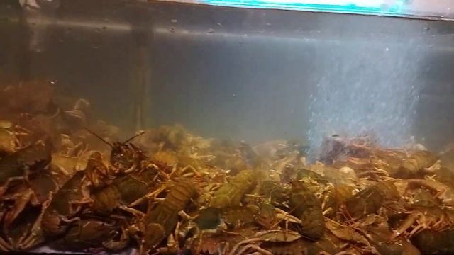 Я тебе покажу, где раки зимуют!