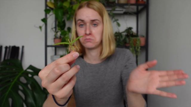 The best way to propagate hoya linearis | An experiment ?? смотреть онлайн