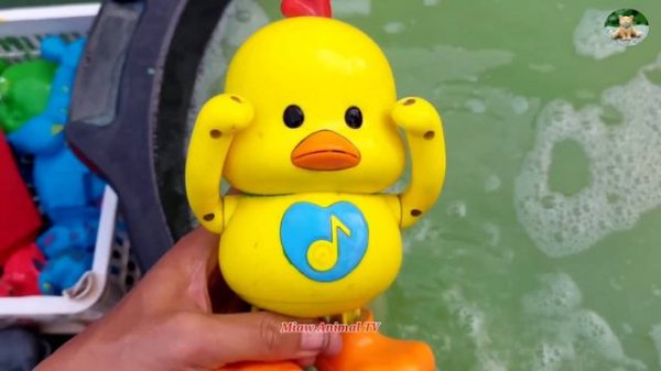 Membersihkan bebek angsa sapi kuda gajah panda ayam buaya badak tupai kelinci katak harimau simpans