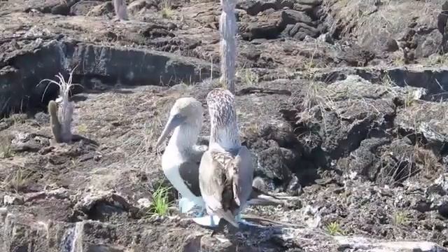 Голубые Олуши смотреть онлайн