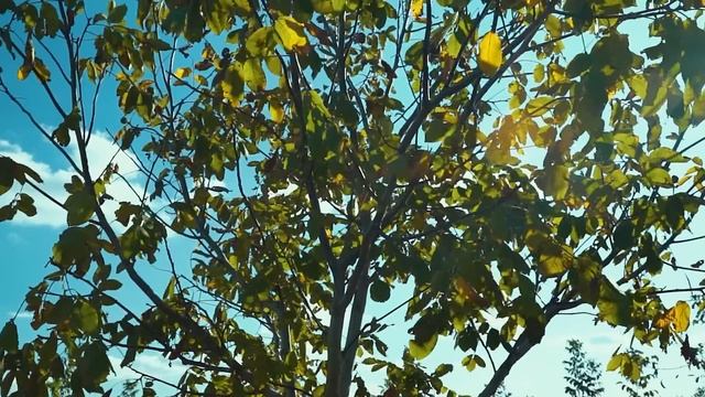 Сад грецкого ореха // Часть 1