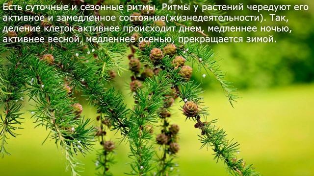 18. Рост и развитие растений. Биология 6 класс - Пономарева. Краткий пересказ. смотреть онлайн
