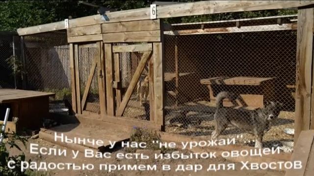 Хвостам нужна крупа! смотреть онлайн