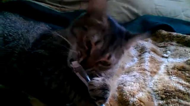 Котэ ест деньги смотреть онлайн