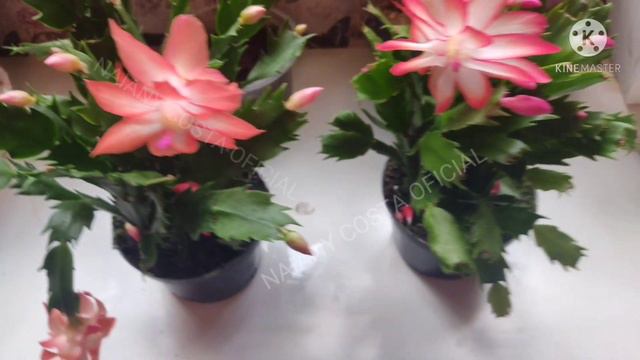 #FLORDEMAIO - FLORAÇÃO DA FLOR DE MAIO - #NAIANYCOSTAOFICIAL смотреть онлайн