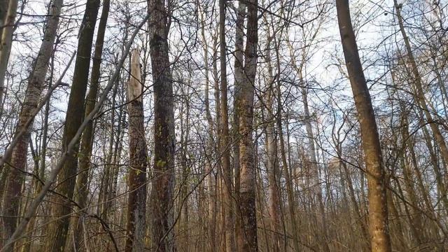 ГРИБ ШИШОК И СТРОЧКОВАЯ КОМПАНИЯ ! Грибы 2021 ! смотреть онлайн