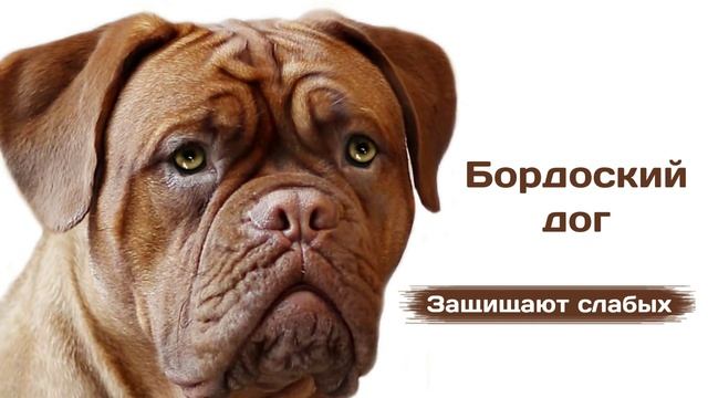 Бордоский дог - породы собак. смотреть онлайн