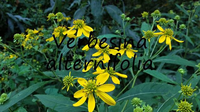 How to Pronounce Verbesina alternifolia? смотреть онлайн