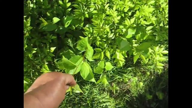 Красим баню/ Лечу деревья/ Полольник или петля/ Укроп/ Обзор дел смотреть онлайн