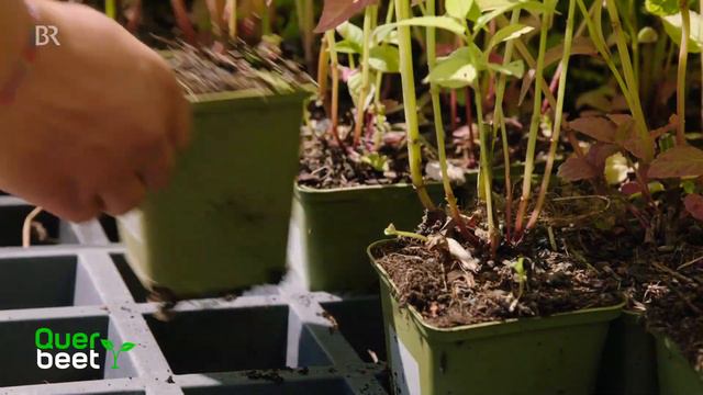 Monarde, Staude des Jahres 2023 смотреть онлайн