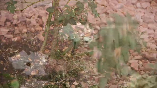 Star Nursery Dr. Q Rose Gardening In The Desert 2018 смотреть онлайн