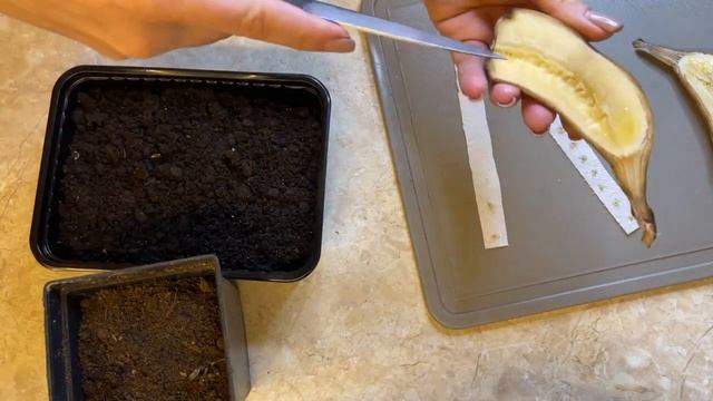 Банан из косточки в домашних условиях: как вырастить бананы из семечек. 100% способ 2022 смотреть онлайн