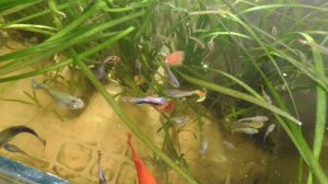 Аквариумные рыбы плавают на поверхности воды в аквариуме