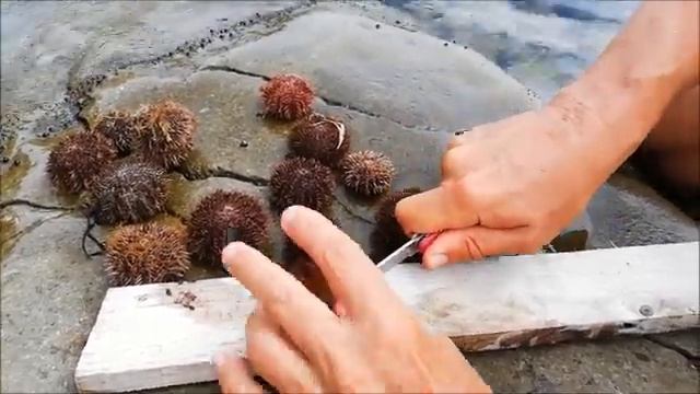 ЛУЧШИЙ РЕЦЕПТ приготовления МОРСКОГО ЕЖА на берегу