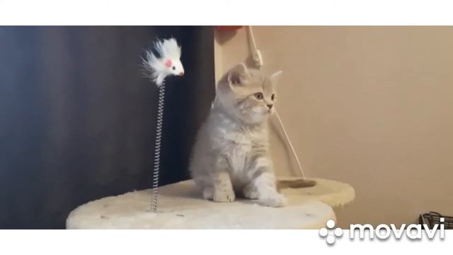 ШОТЛАНДСКИЙ КОТЁНОК ПРОДАЖА смотреть онлайн