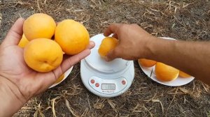 АБРИКОС КРЫМСКИЙ АМУР / ПОСЛЕ ЗАМОРОЗКОВ 2020