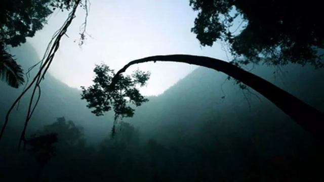 TROPIKAL RAIN FOREST Сон под звуки тропического дождя смотреть онлайн