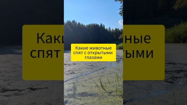 видео будет выходить каждый вечер!!!!! смотреть онлайн