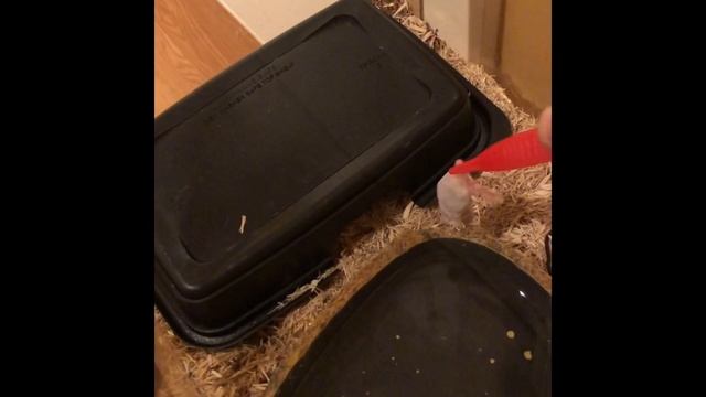 Boa Constrictor and Ball Python Feeding!!!!! **Scare Alert** смотреть онлайн