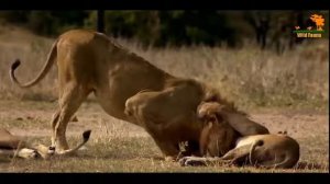 Львы мать и детёныш ? Битва Кровная вражда прайдов? Львиный прайд
