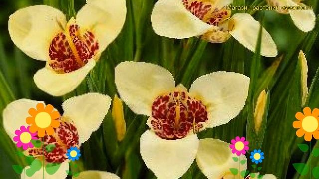 Тигридия павлиния Крем. Краткий обзор, описание характеристик Tigridia Pavonia Creme