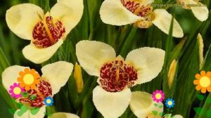 Тигридия павлиния Крем. Краткий обзор, описание характеристик tigridia pavonia Creme