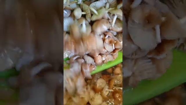 Секреты Творческого Прогресса