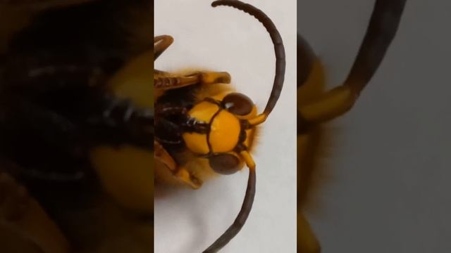 Why This Big Wasp Has So Big Antennae? Who is This Big Wasp? смотреть онлайн