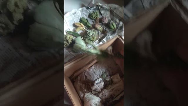 unboxing sukulen dan kaktus mini смотреть онлайн