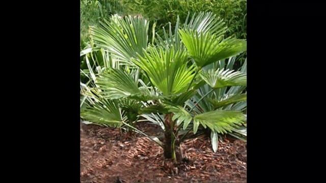 Пальмовые Арековые11 Декоративные растения смотреть онлайн