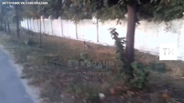 павлины казань смотреть онлайн