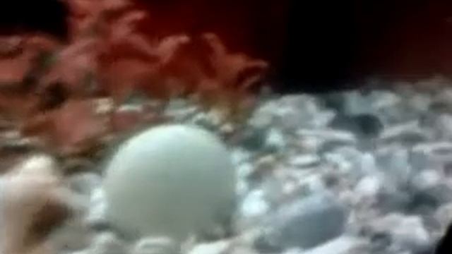 Аквариум 20 литров.mp4 смотреть онлайн