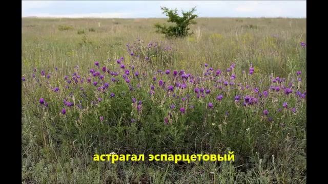 Растения степи смотреть онлайн