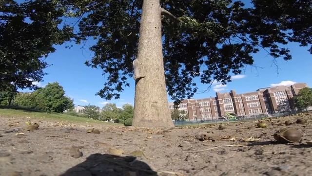 Мраморная кошка - красавица из юго-восточной Азии с карими глазами! смотреть онлайн