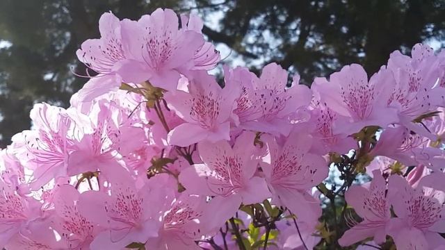 Родственники считают, что я должна была сдать им квартиру, но по той цене. смотреть онлайн