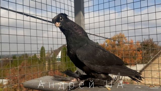 Голубь Узбекский Двухчубый Пискун Гулсар - соч смотреть онлайн