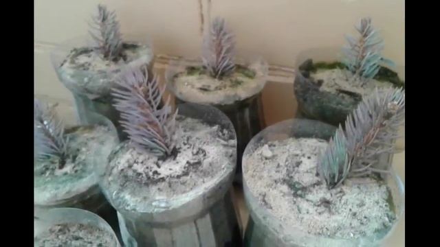 Выращивание голубой ели в домашних условиях / Черенки / Наблюдения 01.09.2017 смотреть онлайн