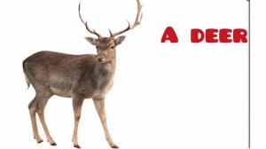 Животные на английском. Загадки в картинках на тему животные. Произношение животных на английском.