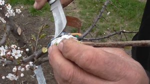 Прививка черешни на алычу