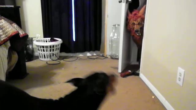 Doberman scares werewolf смотреть онлайн