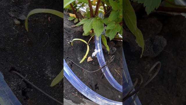 Крапельний полив з 1.5 л бутилки