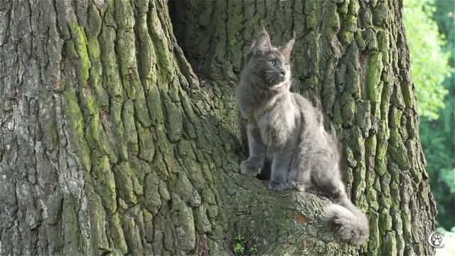 Кошка мейн-кун Candycoon's Katie Belle Blue голубой солид в 4 месяца http://coonplanet.ru/ смотреть онлайн