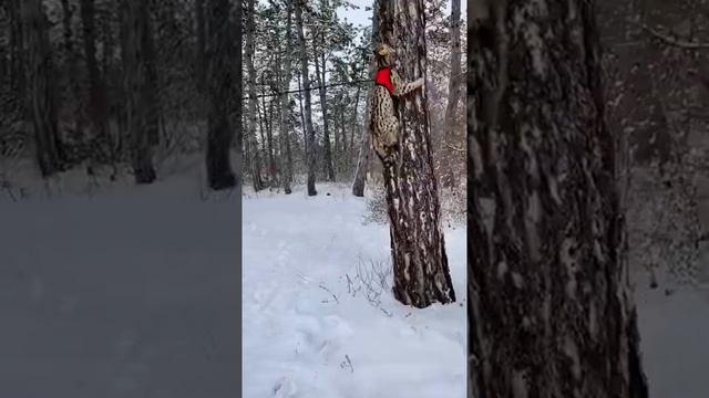 Сервал на прогулке в зимнем лесу. смотреть онлайн