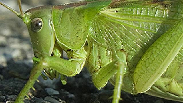 Grasshopper seen closely / Sauterelle vue de près смотреть онлайн