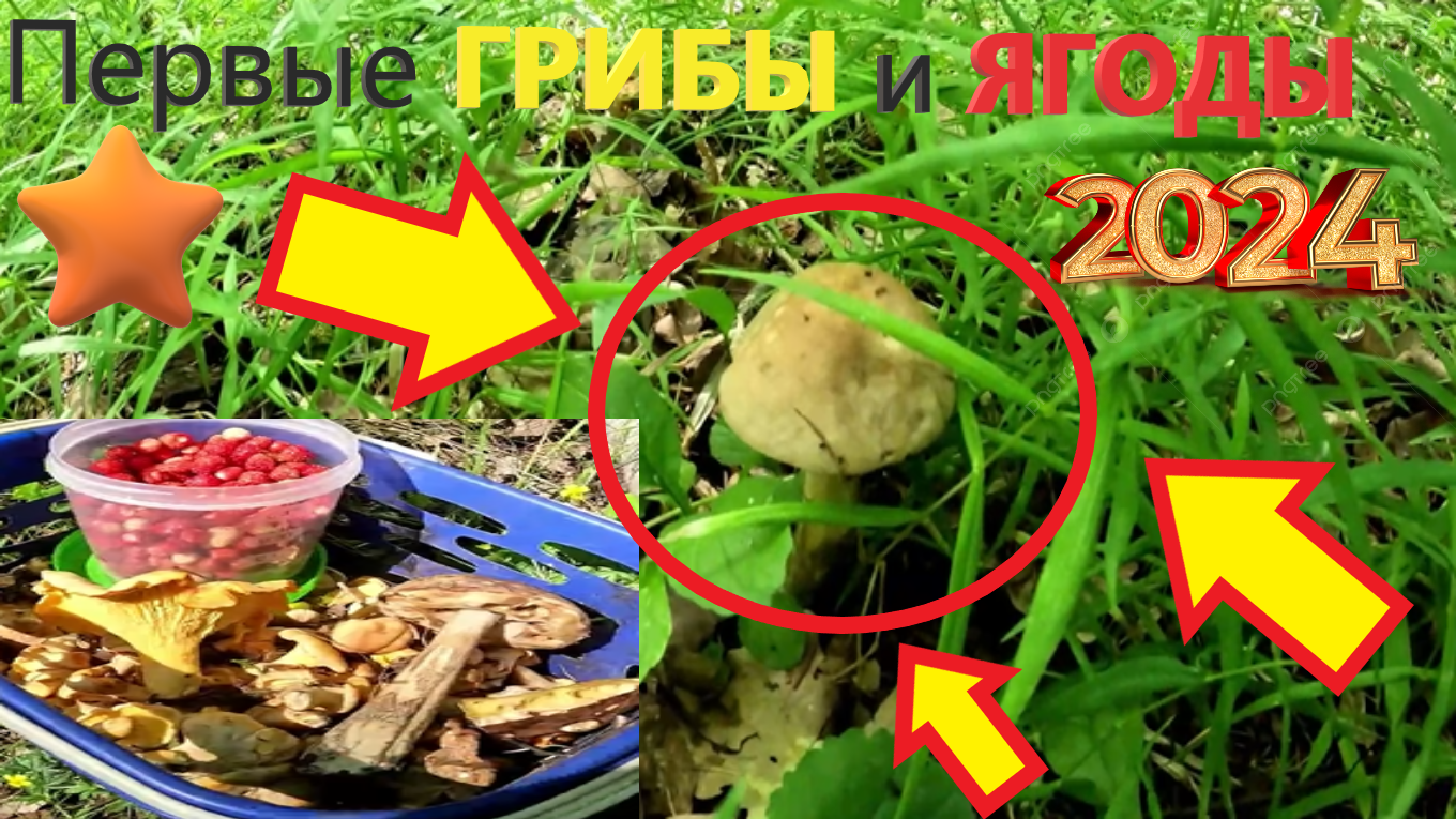 ПЕРВЫЕ ГРИБЫ и ЗЕМЛЯНИКА 2024 на юге Подмосковья!!! Грибы пошли ОЧЕНЬ РАНО!!!!! смотреть онлайн